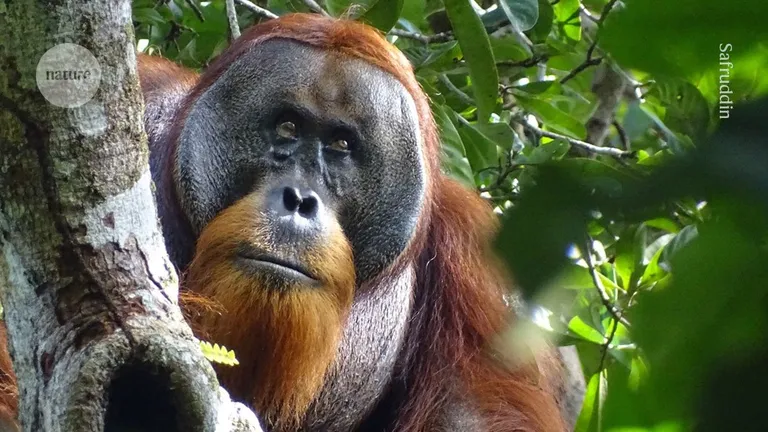 ‘Orangutan, heal thyself’: First wild animal seen using medicinal plant-0