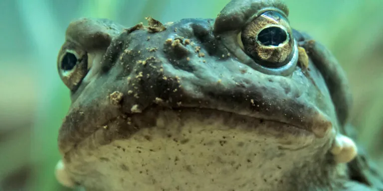 Chemical tweaks to a toad hallucinogen turns it into a potential drug-0