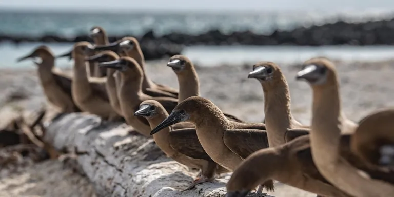  albatross mollymawk prairie chicken prairie grouse prairie fowl pelican seashore coast seacoast sea-coast-0