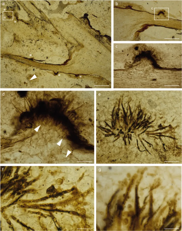  isopod nematode nematode worm roundworm sea anemone anemone coral fungus-0