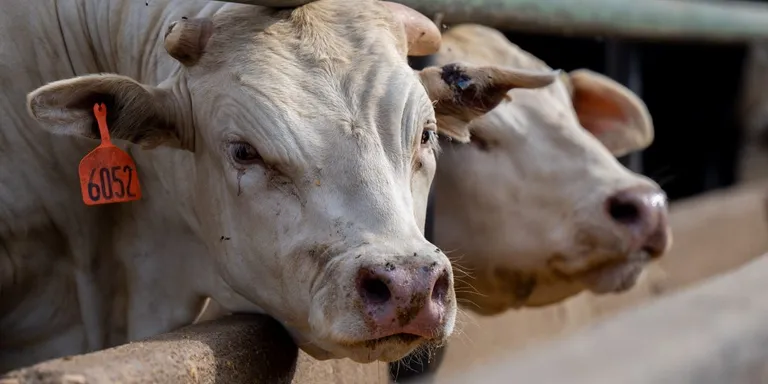  ox oxcart water buffalo water ox Asiatic buffalo Bubalus bubalis worm fence snake fence snake-rail fence Virginia fence-0