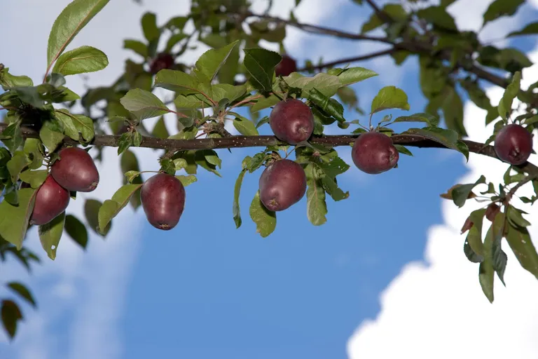  Granny Smith fig buckeye horse chestnut conker acorn-0