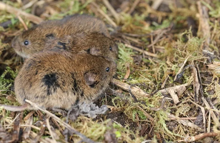  mink beaver weasel mousetrap-0