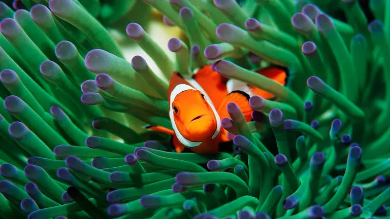  anemone fish sea anemone anemone coral reef rock beauty Holocanthus tricolor-0