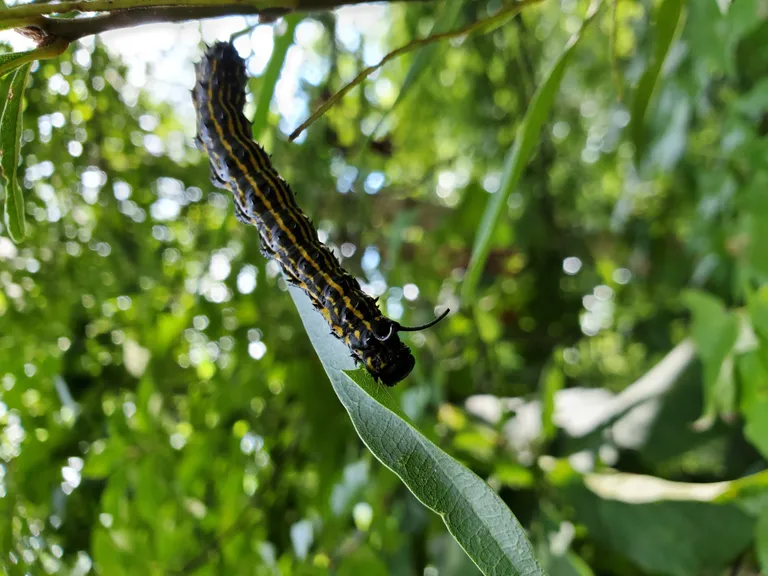  monarch monarch butterfly milkweed butterfly Danaus plexippus centipede lacewing lacewing fly nematode nematode worm roundworm-0