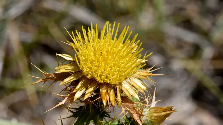  cardoon bee sulphur butterfly sulfur butterfly earthstar-0