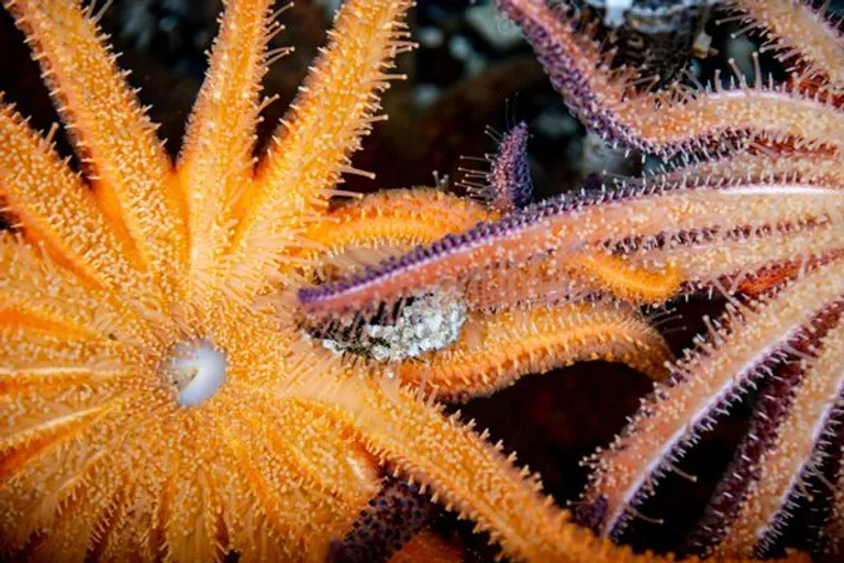  starfish sea star sea urchin sea anemone anemone sea cucumber holothurian-0