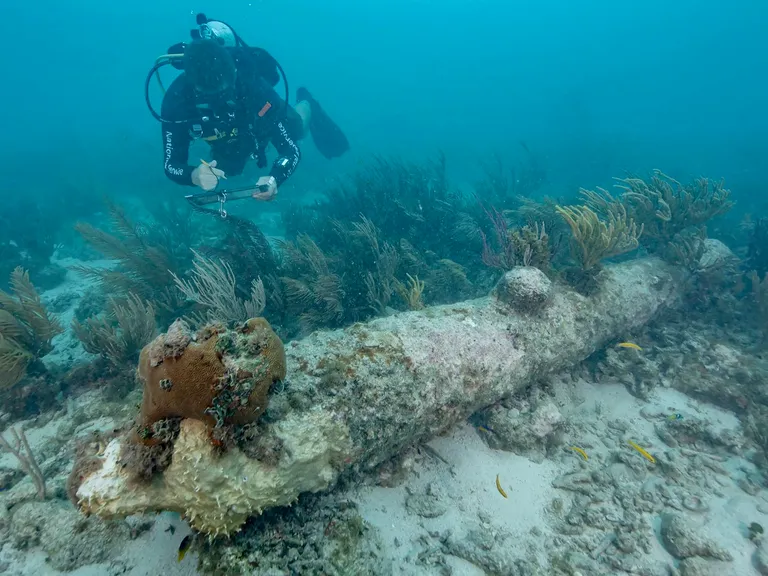  scuba diver coral reef electric ray crampfish numbfish torpedo brain coral-0