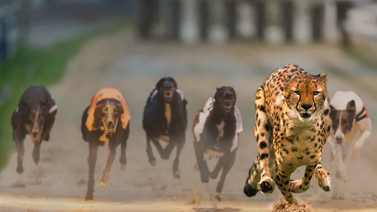  cheetah chetah Acinonyx jubatus leopard Panthera pardus Saluki gazelle hound whippet-0