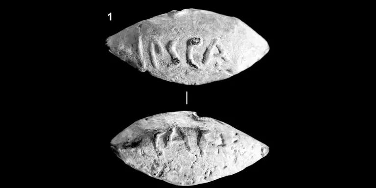  trilobite chiton coat-of-mail shell sea cradle polyplacophore breastplate aegis egis isopod-0