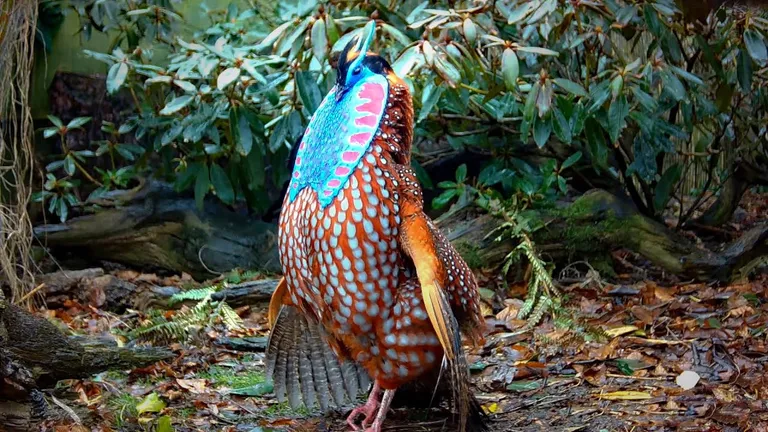  partridge ruffed grouse partridge Bonasa umbellus prairie chicken prairie grouse prairie fowl quail-0