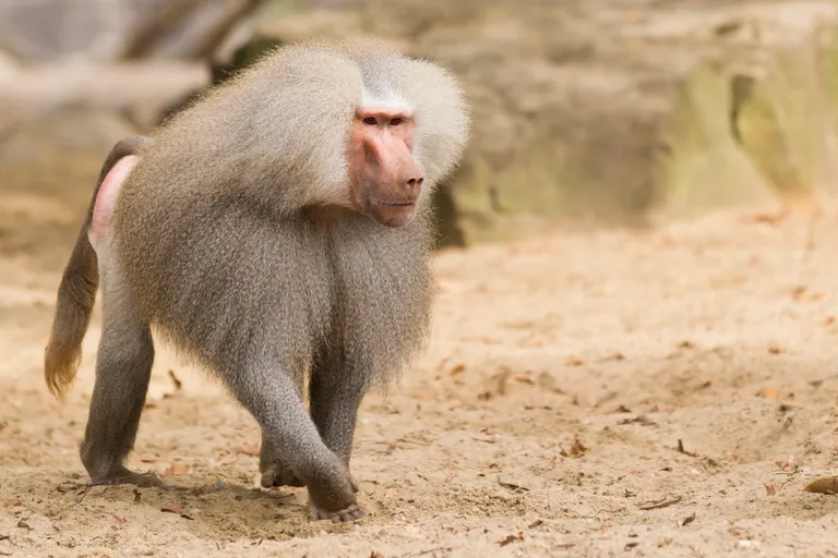  baboon patas hussar monkey Erythrocebus patas titi titi monkey macaque-0