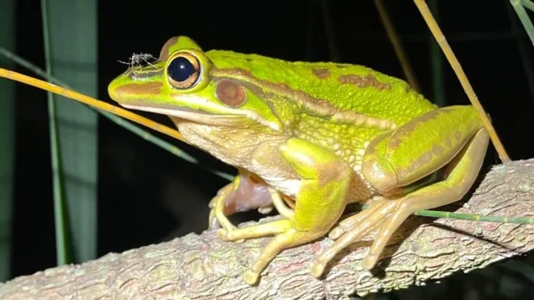  tailed frog bell toad ribbed toad tailed toad Ascaphus trui tree frog tree-frog bullfrog Rana catesbeiana banded gecko-0