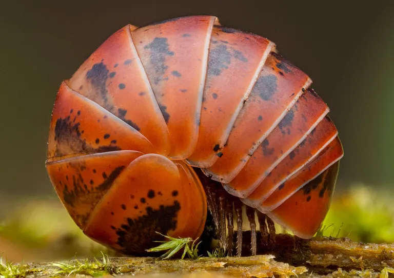  isopod chambered nautilus pearly nautilus nautilus centipede nematode nematode worm roundworm-0