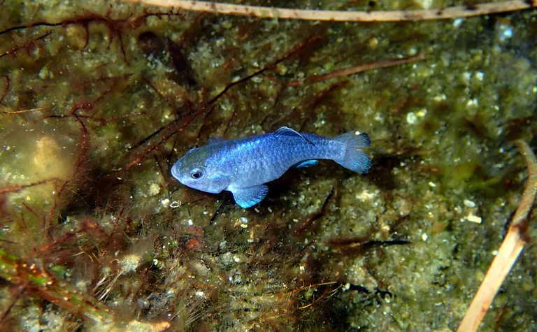  electric ray crampfish numbfish torpedo tench Tinca tinca rock beauty Holocanthus tricolor goldfish Carassius auratus-0