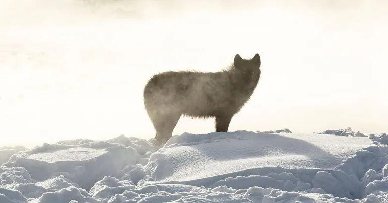  white wolf Arctic wolf Canis lupus tundrarum timber wolf grey wolf gray wolf Canis lupus coyote prairie wolf brush wolf Canis latrans Arctic fox white fox Alopex lagopus-0