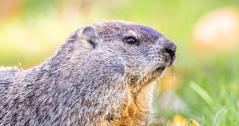  marmot beaver fox squirrel eastern fox squirrel Sciurus niger otter-0