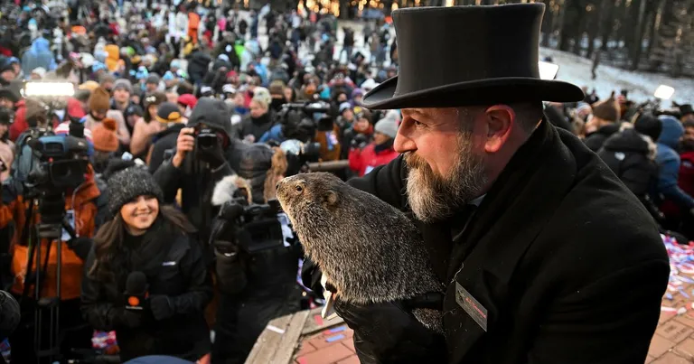  beaver marmot otter platypus duckbill duckbilled platypus duck-billed platypus Ornithorhynchus anatinus-0