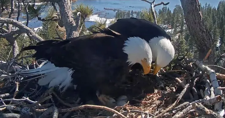  bald eagle American eagle Haliaeetus leucocephalus kite black grouse ruffed grouse partridge Bonasa umbellus-0