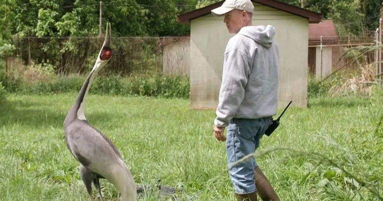  crane little blue heron Egretta caerulea bustard Bouvier des Flandres Bouviers des Flandres-0