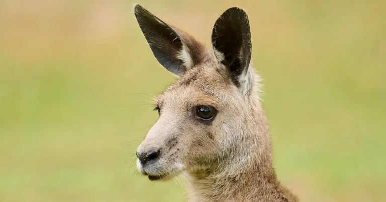  wallaby brush kangaroo gazelle hare ibex Capra ibex-0