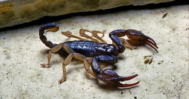  scorpion isopod fiddler crab centipede-0