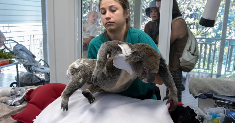  koala koala bear kangaroo bear native bear Phascolarctos cinereus wombat platypus duckbill duckbilled platypus duck-billed platypus Ornithorhynchus anatinus otter-0