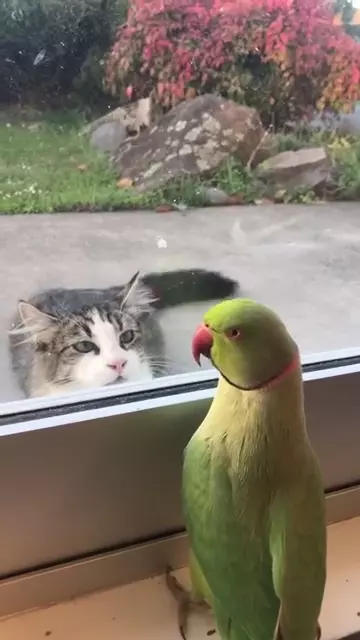  lorikeet window screen macaw tabby tabby cat-0