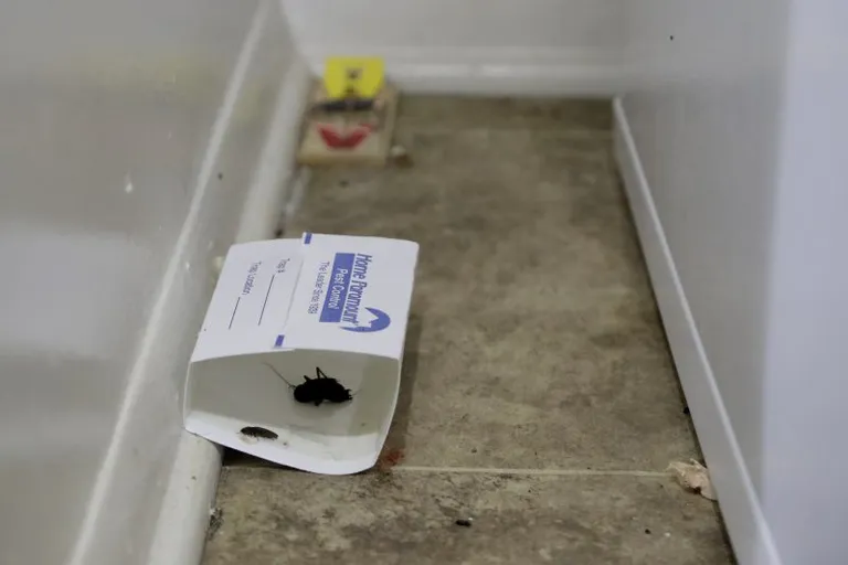  mousetrap cockroach roach ant emmet pismire paper towel-0