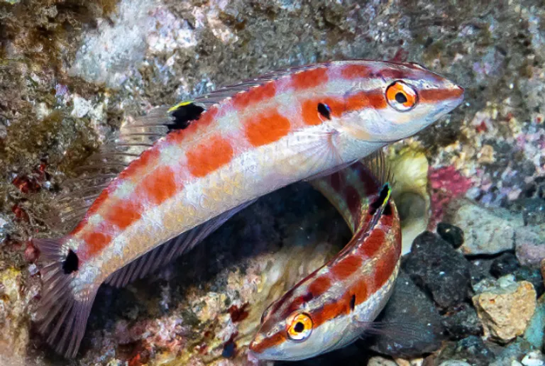  rock beauty Holocanthus tricolor goldfish Carassius auratus tench Tinca tinca barracouta snoek-0