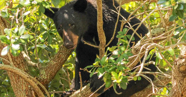  American black bear black bear Ursus americanus Euarctos americanus brown bear bruin Ursus arctos sloth bear Melursus ursinus Ursus ursinus ice bear polar bear Ursus Maritimus Thalarctos maritimus-0