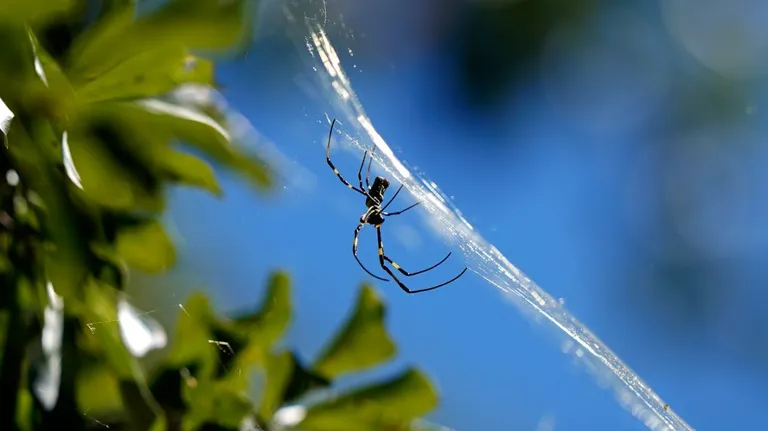  black and gold garden spider Argiope aurantia garden spider Aranea diademata barn spider Araneus cavaticus spider web spider's web-0