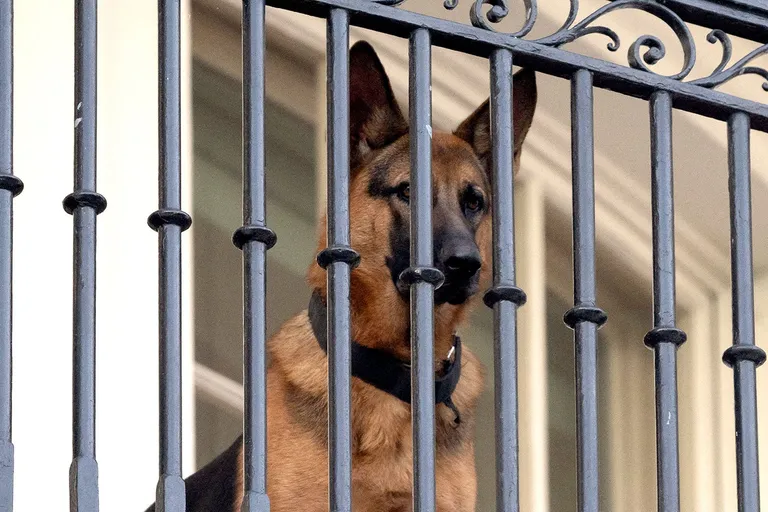  German shepherd German shepherd dog German police dog alsatian malinois prison prison house muzzle-0