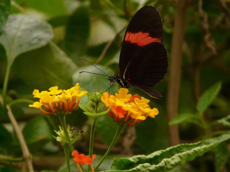  sulphur butterfly sulfur butterfly monarch monarch butterfly milkweed butterfly Danaus plexippus lycaenid lycaenid butterfly admiral-0