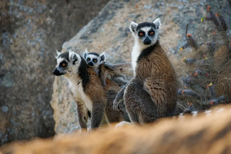  Madagascar cat ring-tailed lemur Lemur catta indri indris Indri indri Indri brevicaudatus mongoose patas hussar monkey Erythrocebus patas-0