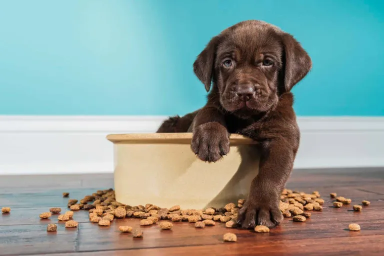  Labrador retriever Chesapeake Bay retriever flat-coated retriever Great Dane-0