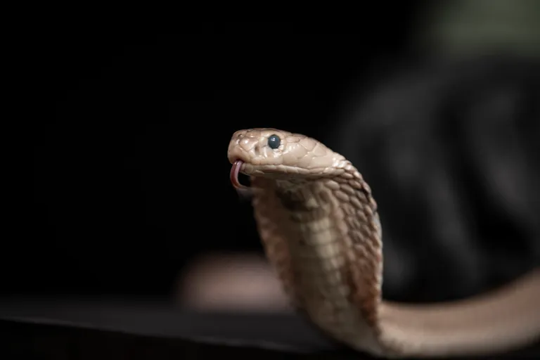  Indian cobra Naja naja horned viper cerastes sand viper horned asp Cerastes cornutus green mamba sidewinder horned rattlesnake Crotalus cerastes-0