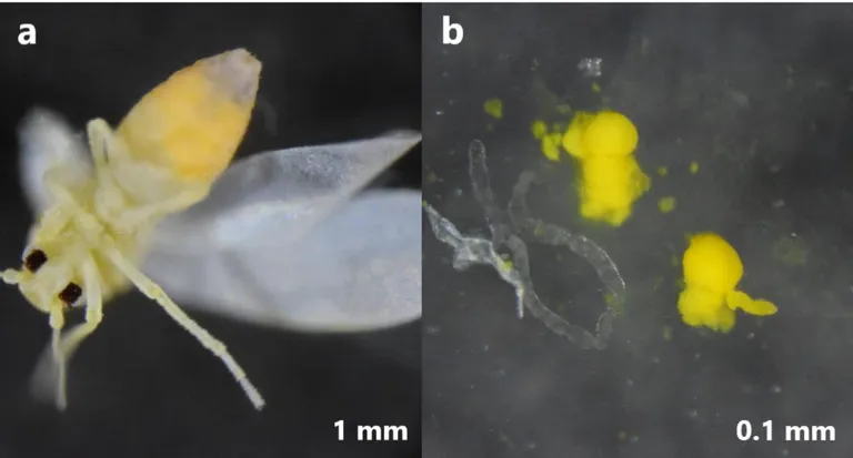  isopod nematode nematode worm roundworm lacewing lacewing fly leafhopper-0