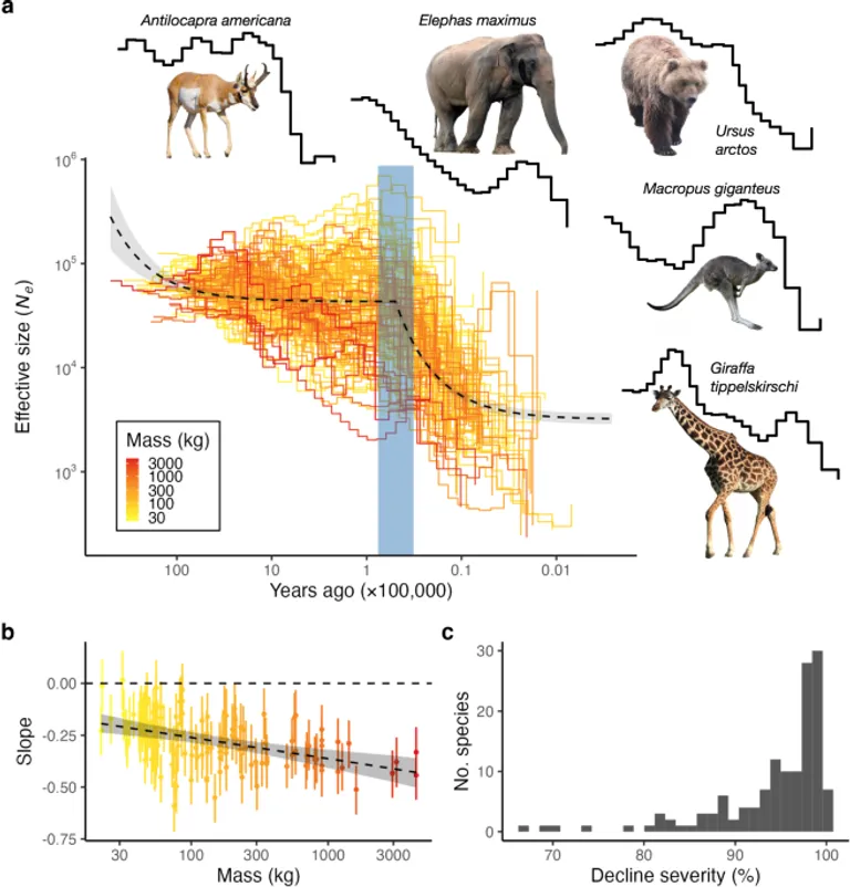  oscilloscope scope cathode-ray oscilloscope CRO Indian elephant Elephas maximus African elephant Loxodonta africana Great Dane-0