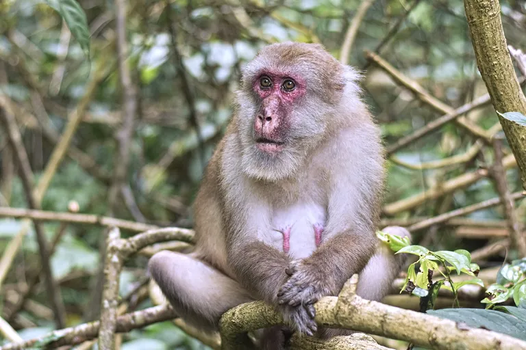  macaque guenon guenon monkey patas hussar monkey Erythrocebus patas titi titi monkey-0