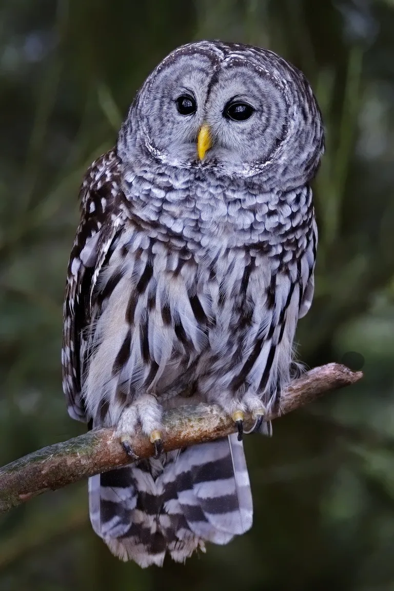  great grey owl great gray owl Strix nebulosa-0