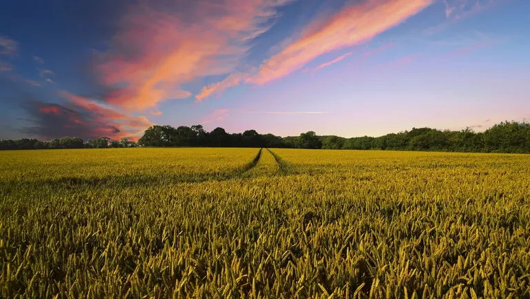  rapeseed ear spike capitulum balloon corn-0