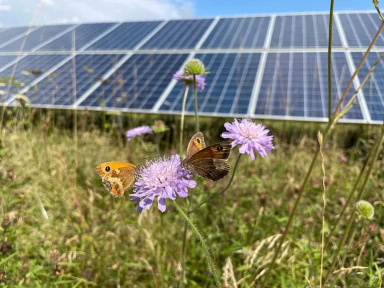  solar dish solar collector solar furnace ringlet ringlet butterfly greenhouse nursery glasshouse sulphur butterfly sulfur butterfly-0