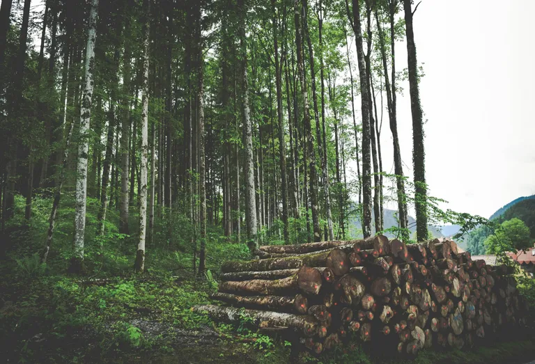  lumbermill sawmill lakeside lakeshore worm fence snake fence snake-rail fence Virginia fence valley vale-0