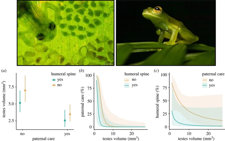  tree frog tree-frog tailed frog bell toad ribbed toad tailed toad Ascaphus trui web site website internet site site oscilloscope scope cathode-ray oscilloscope CRO-0