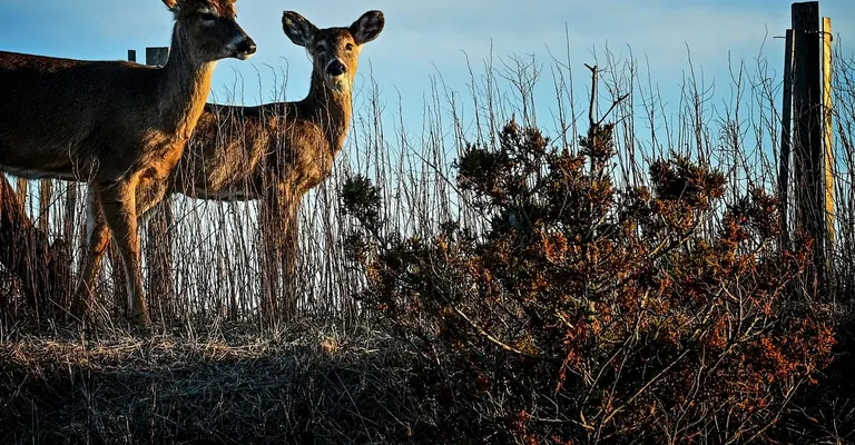  impala Aepyceros melampus gazelle dhole Cuon alpinus bow-0