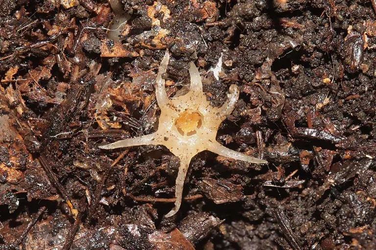  slug snail stinkhorn carrion fungus earthstar-0