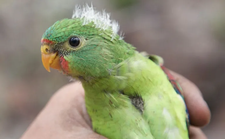  lorikeet-0