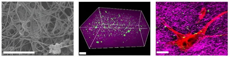  analog clock honeycomb nematode nematode worm roundworm oscilloscope scope cathode-ray oscilloscope CRO-0