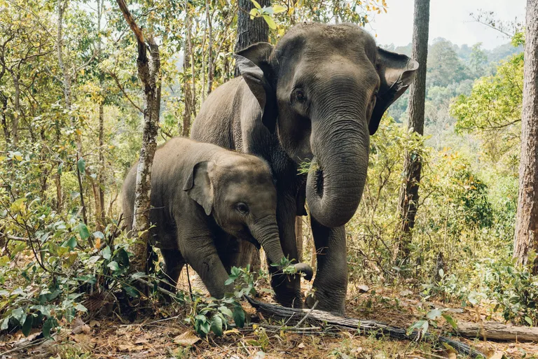  Indian elephant Elephas maximus tusker African elephant Loxodonta africana lumbermill sawmill-0